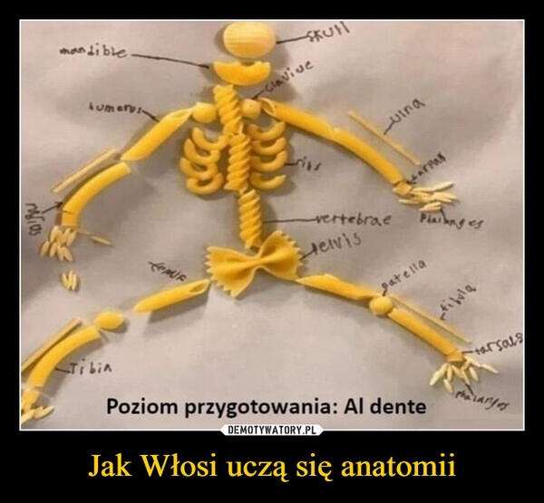 
    Jak Włosi uczą się anatomii