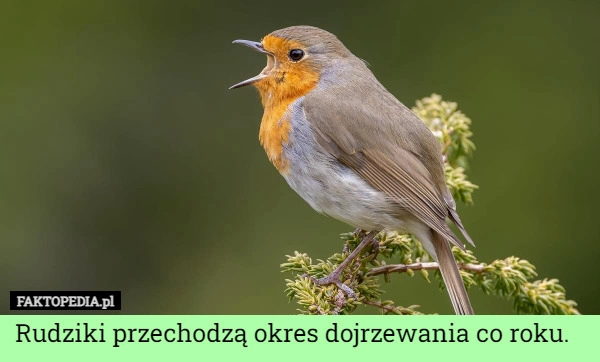 
    Rudziki przechodzą okres dojrzewania co roku.