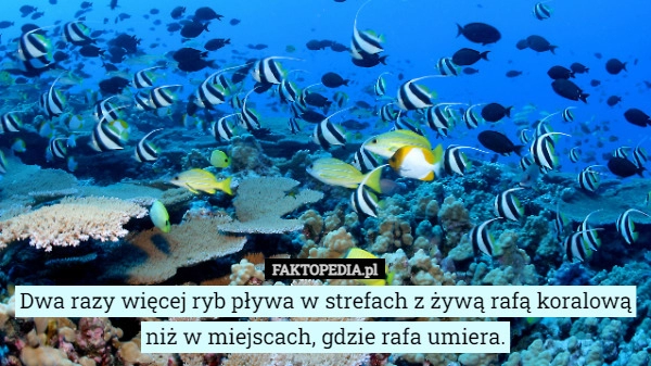 
    
			Dwa razy więcej ryb pływa w strefach z żywą rafą koralową niż w miejscach,					