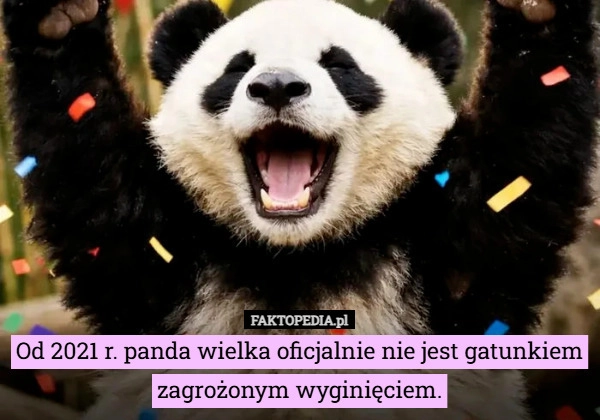 
    Od 2021 r. panda wielka oficjalnie nie jest gatunkiem zagrożonym...