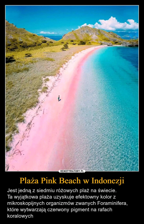 
    Plaża Pink Beach w Indonezji