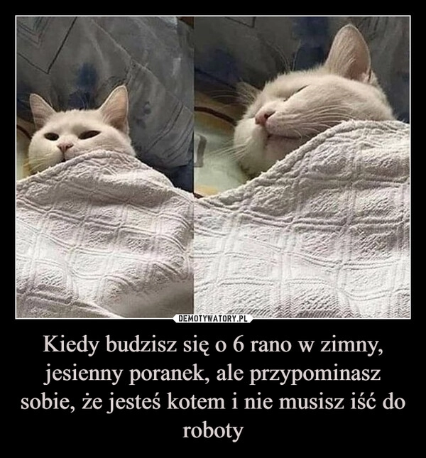 
    Kiedy budzisz się o 6 rano w zimny, jesienny poranek, ale przypominasz sobie, że jesteś kotem i nie musisz iść do roboty