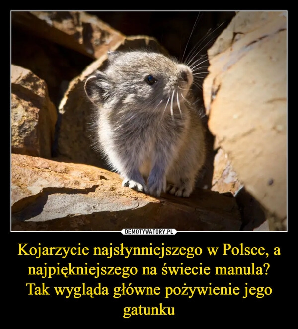 
    Kojarzycie najsłynniejszego w Polsce, a najpiękniejszego na świecie manula?
Tak wygląda główne pożywienie jego gatunku