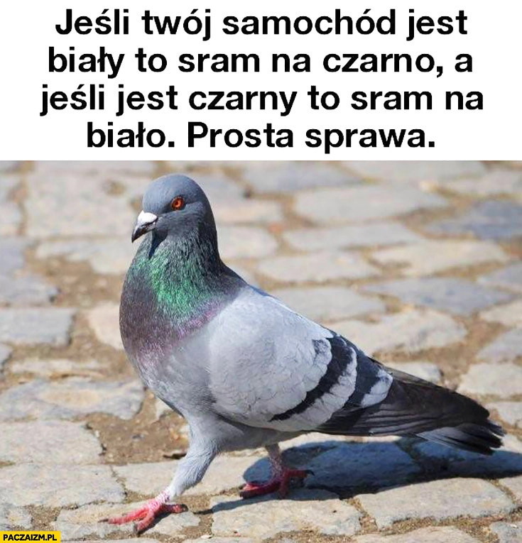 
    Gołąb jeśli Twój samochód jest biały to sram na czarno a jeśli jest czarny to sram na biało. Prosta sprawa