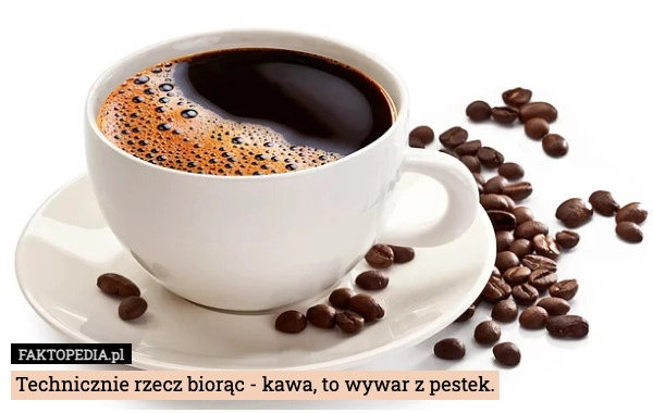 
    Technicznie rzecz biorąc - kawa, to wywar z owoców.
