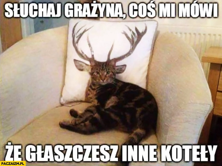 Słuchaj Grażyna coś mi mówi, że głaszczesz inne koteły kot kotek