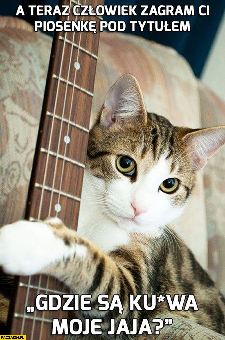 
    Kot z gitarą a teraz człowiek zagram Ci piosenkę pod tytułem gdzie są kurna moje jaja jajka