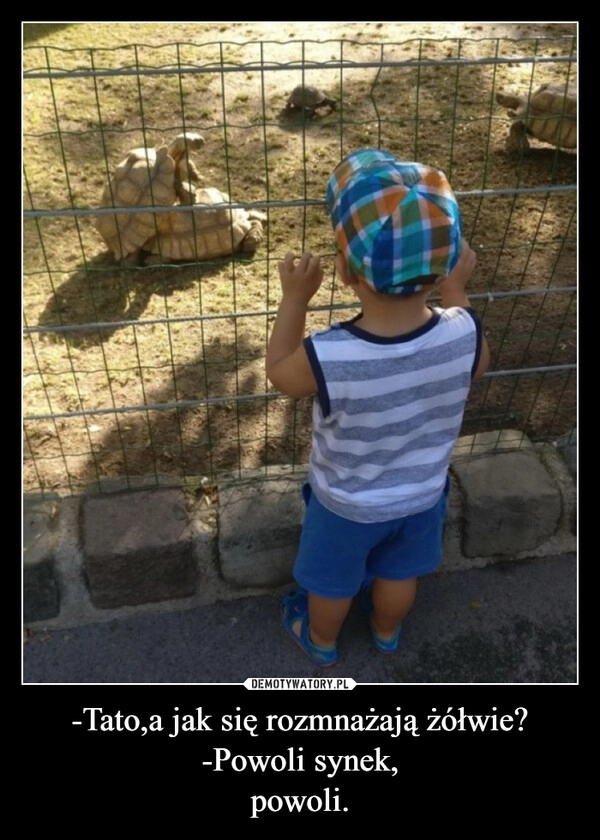 
    -Tato,a jak się rozmnażają żółwie?
-Powoli synek,
powoli.