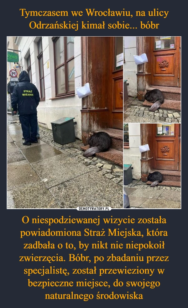 
    Tymczasem we Wrocławiu, na ulicy Odrzańskiej kimał sobie... bóbr O niespodziewanej wizycie została powiadomiona Straż Miejska, która zadbała o to, by nikt nie niepokoił zwierzęcia. Bóbr, po zbadaniu przez specjalistę, został przewieziony w bezpieczne miejsce, do swojego naturalnego środowiska