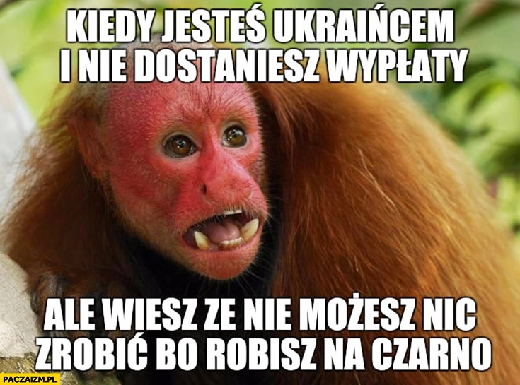 
    Kiedy jesteś Ukraińcem i nie dostaniesz wypłaty ale wiesz, że nic nie możesz zrobić bo robisz na czarno. Typowy Polak nosacz małpa