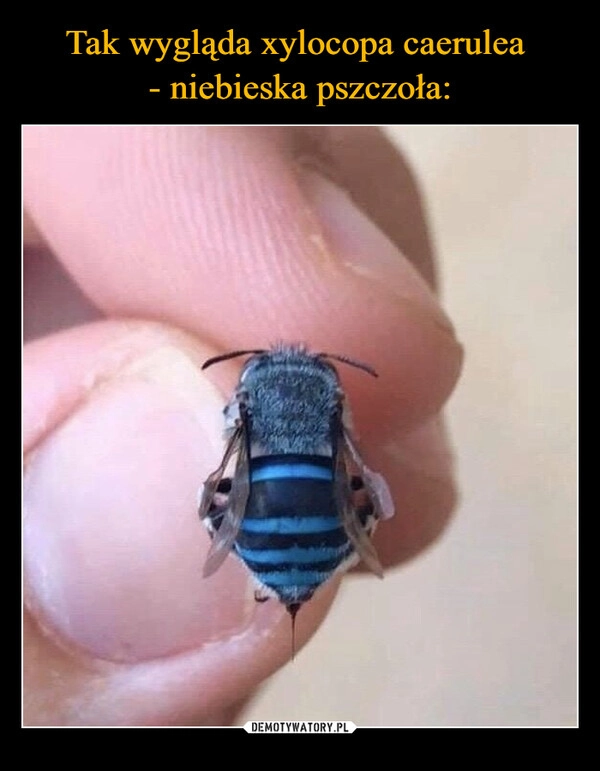 
    Tak wygląda xylocopa caerulea 
- niebieska pszczoła: