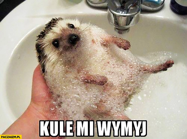 
    Kule mi wymyj mały słodki jeż jeżyk
