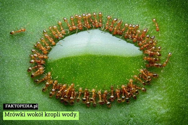 
    Mrówki wokół kropli wody.