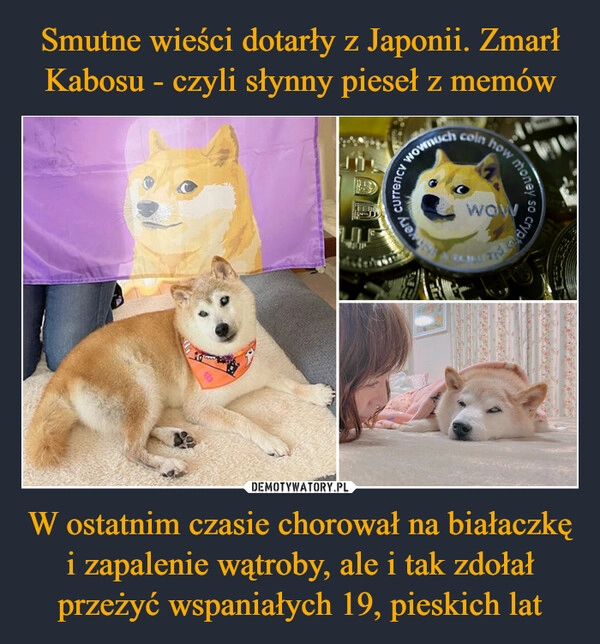 
    Smutne wieści dotarły z Japonii. Zmarł Kabosu - czyli słynny pieseł z memów W ostatnim czasie chorował na białaczkę i zapalenie wątroby, ale i tak zdołał przeżyć wspaniałych 19, pieskich lat