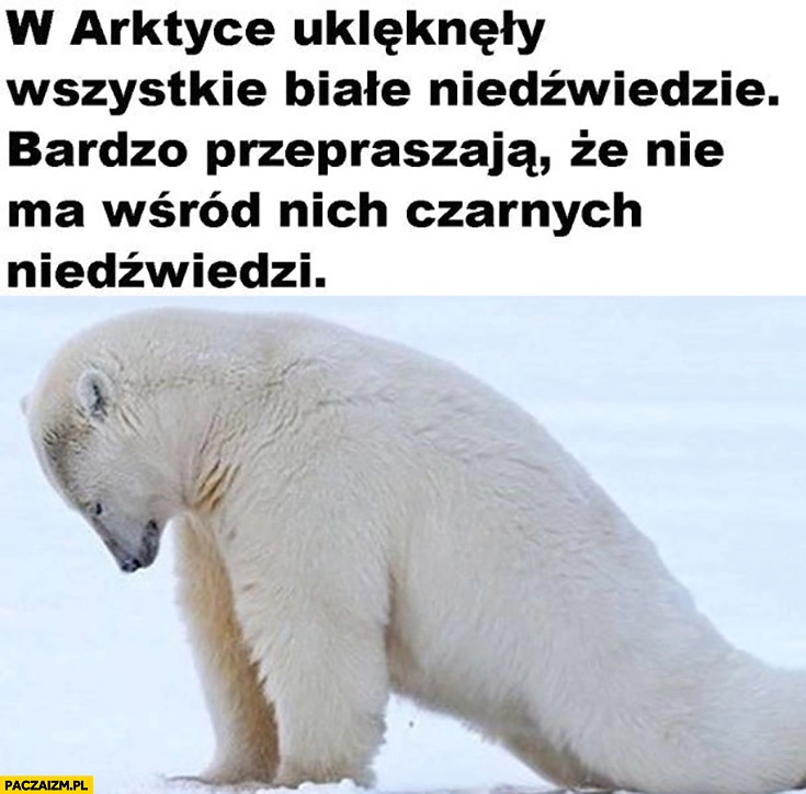 
    W Arktyce uklękły wszystkie białe niedźwiedzie bardzo przepraszają, że nie ma wśród nich czarnych niedzwiedzi