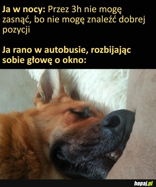 
    W autobusie jakoś wygodniej