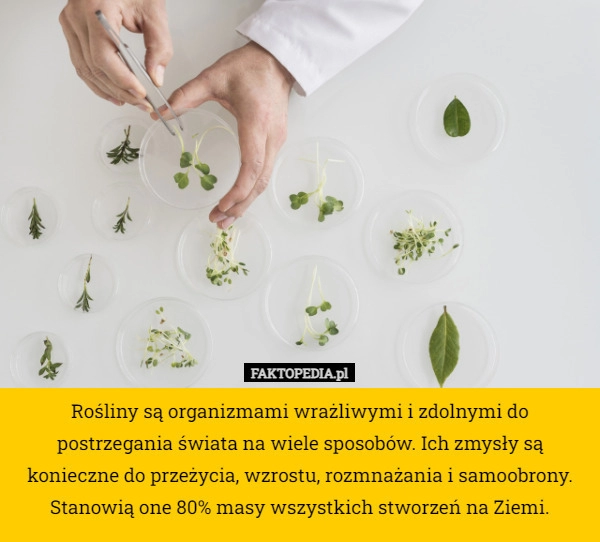 
    Rośliny są organizmami wrażliwymi i zdolnymi do postrzegania świata na wiele