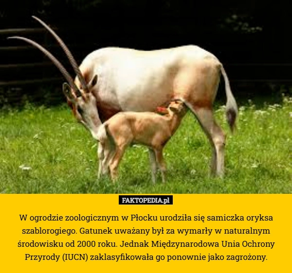 
    W ogrodzie zoologicznym w Płocku urodziła się samiczka oryksa szablorogiego.