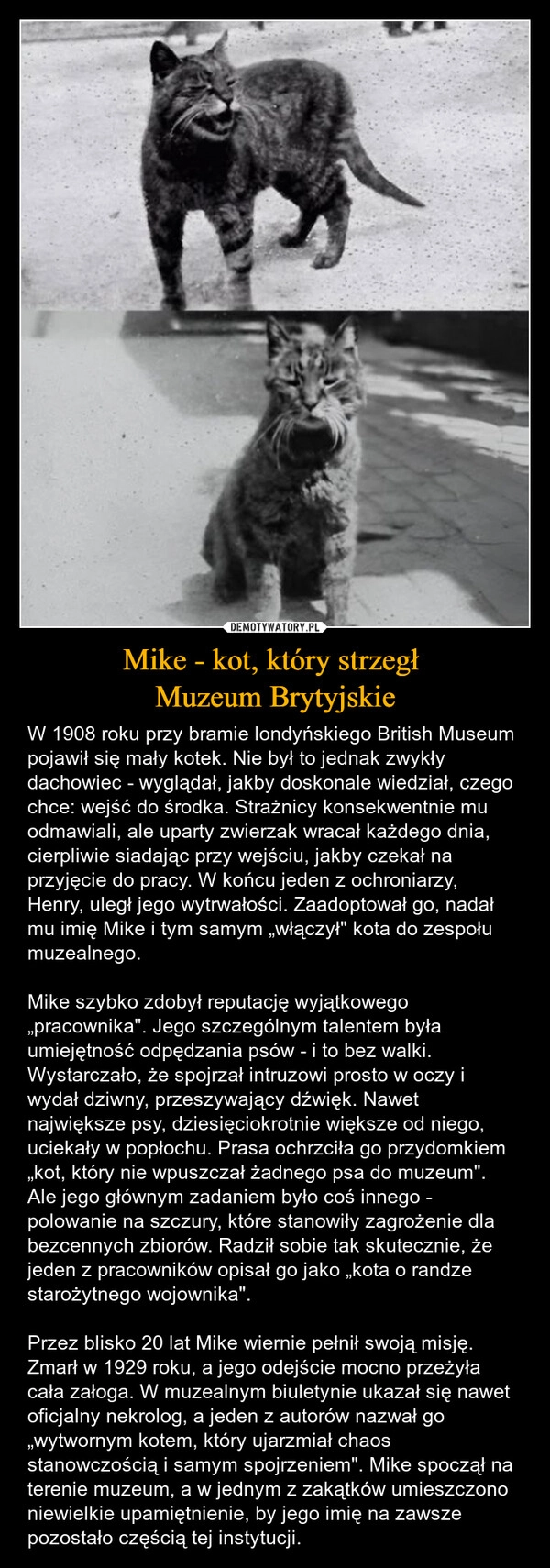
    Mike - kot, który strzegł 
Muzeum Brytyjskie