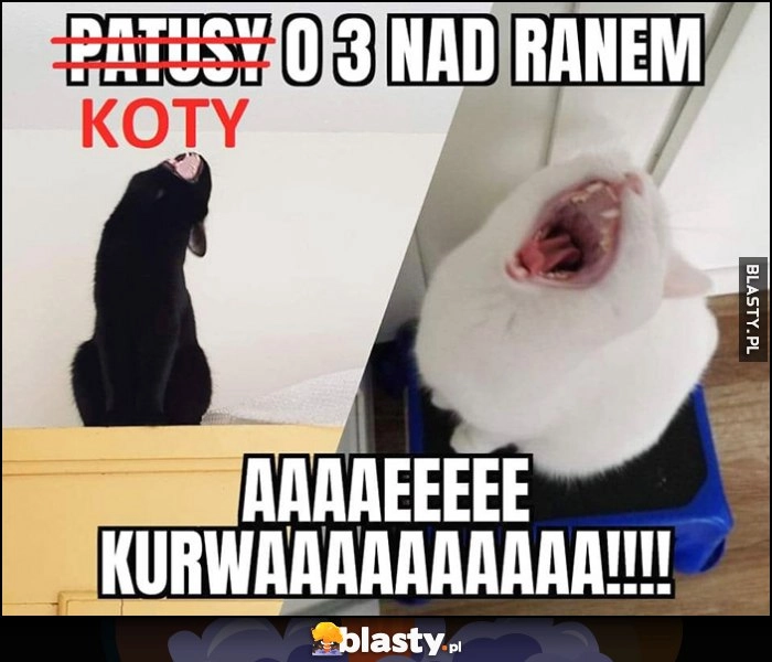 
    Koty jak patusy o 3 nad ranem wyją drą ryja