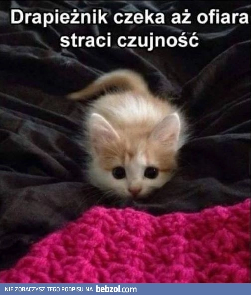 
    Drapieżnik 