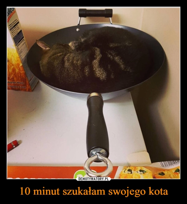 
    10 minut szukałam swojego kota