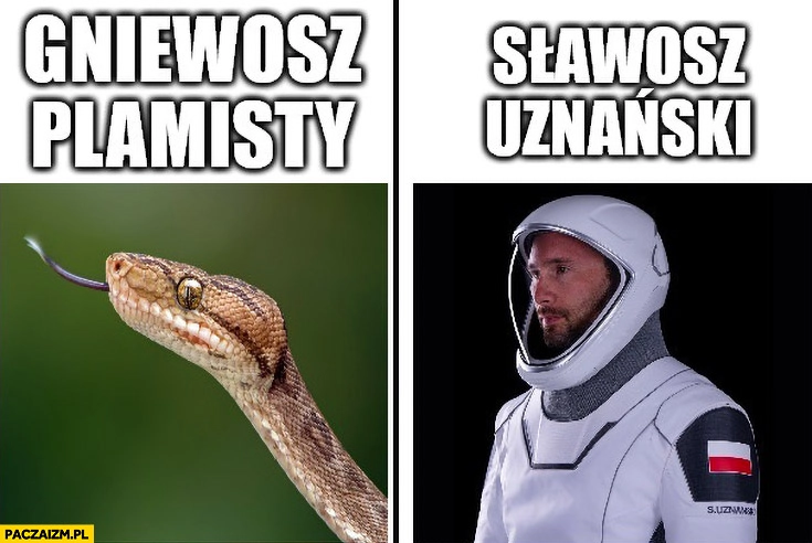 
    Gniewosz plamisty, Sławosz Uznański