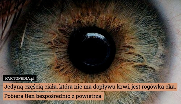 
    Jedyną częścią ciała, która nie ma dopływu krwi, jest rogówka oka. Pobiera