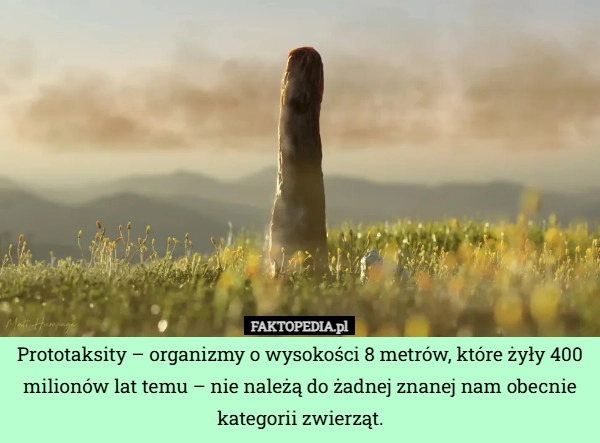 
    Prototaksity – organizmy o wysokości 8 metrów, które żyły 400 milionów lat