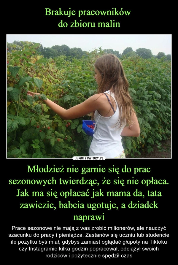 
    Brakuje pracowników 
do zbioru malin Młodzież nie garnie się do prac sezonowych twierdząc, że się nie opłaca. Jak ma się opłacać jak mama da, tata zawiezie, babcia ugotuje, a dziadek naprawi