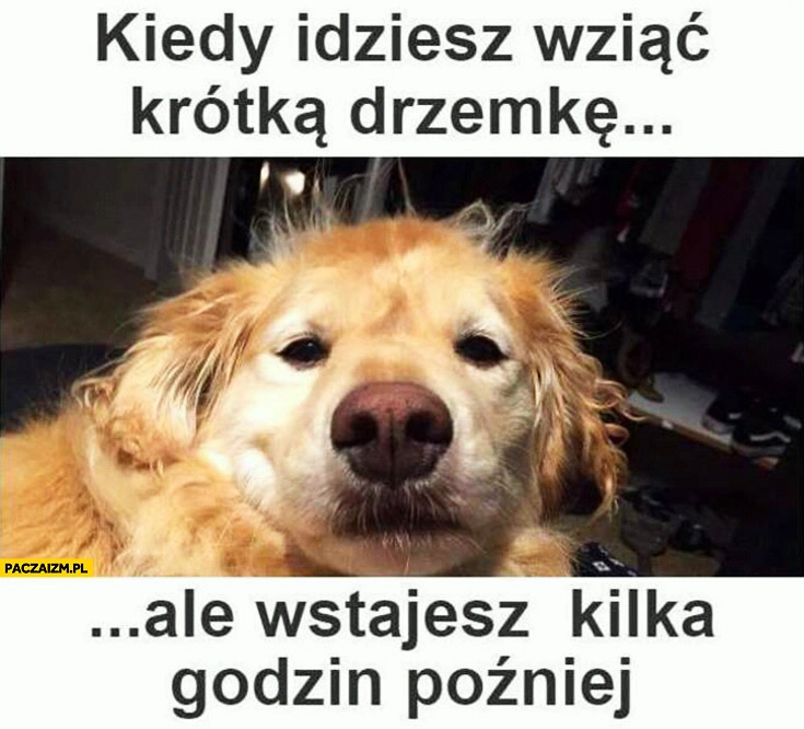 
    Kiedy idziesz wziąć krótka drzemkę, ale wstajesz kilka godzin później zaspany pies