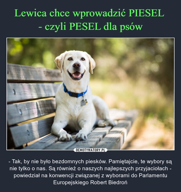 
    Lewica chce wprowadzić PIESEL 
- czyli PESEL dla psów