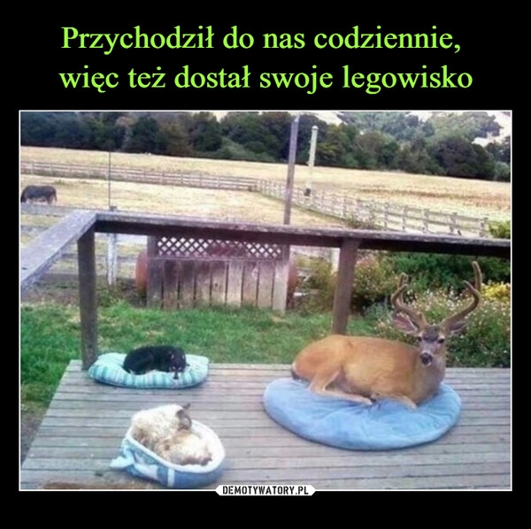 
    Przychodził do nas codziennie,
więc też dostał swoje legowisko 