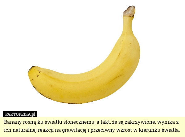 
    Banany rosną ku światłu słonecznemu, a fakt, że są zakrzywione, wynika z