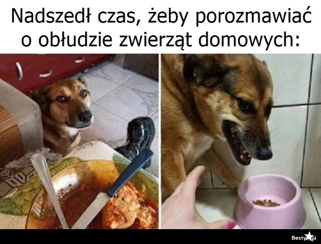 
    Obłuda zwierząt domowych 