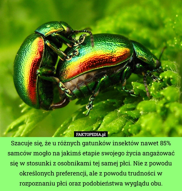 
    Szacuje się, że u różnych gatunków insektów nawet 85% samców mogło na jakimś...