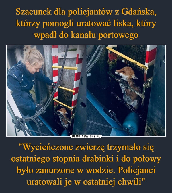 
    Szacunek dla policjantów z Gdańska, którzy pomogli uratować liska, który wpadł do kanału portowego "Wycieńczone zwierzę trzymało się ostatniego stopnia drabinki i do połowy było zanurzone w wodzie. Policjanci uratowali je w ostatniej chwili"