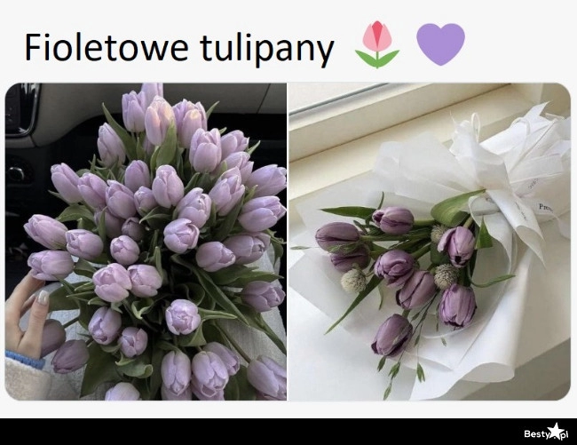 
    Fioletowe tulipany 