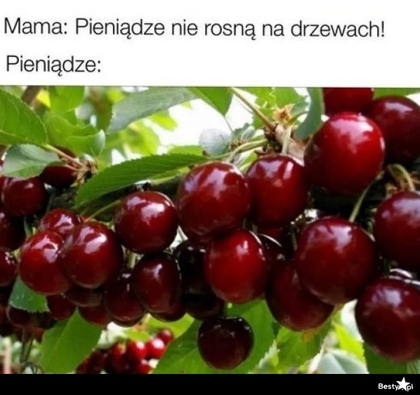 
    Pieniądze na drzewach 