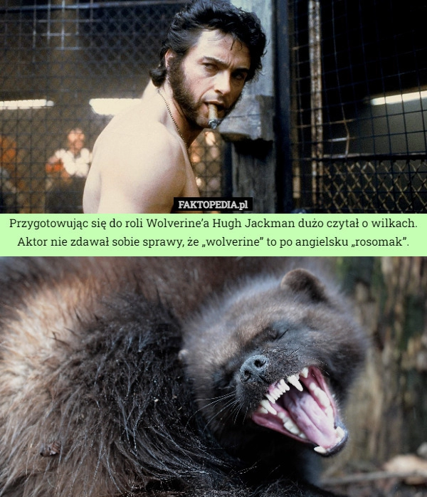 
    Przygotowując się do roli Wolverine’a Hugh Jackman dużo czytał o wilkach.