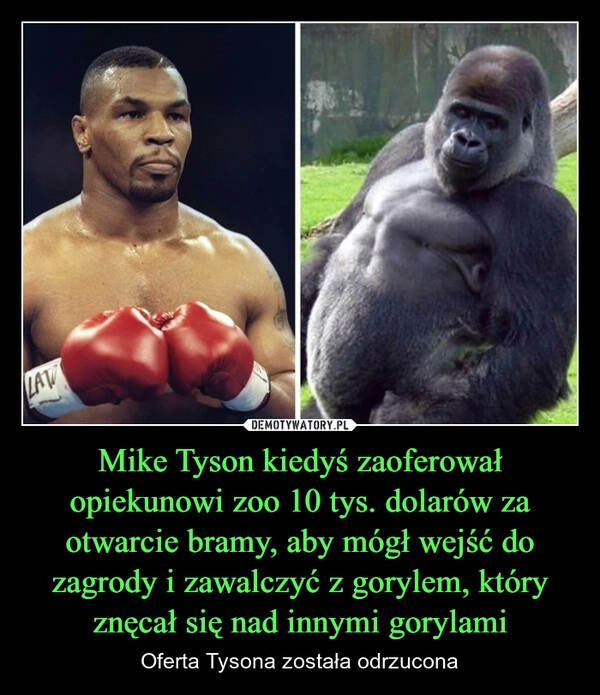 
    Mike Tyson kiedyś zaoferował opiekunowi zoo 10 tys. dolarów za otwarcie bramy, aby mógł wejść do zagrody i zawalczyć z gorylem, który znęcał się nad innymi gorylami