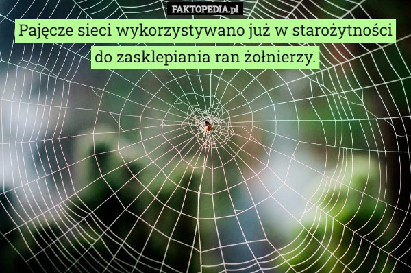 
    Pajęcze sieci wykorzystywano już w starożytności do zasklepiania ran żołnierzy.