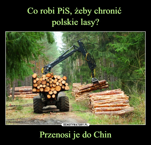 
    Co robi PiS, żeby chronić 
polskie lasy? Przenosi je do Chin