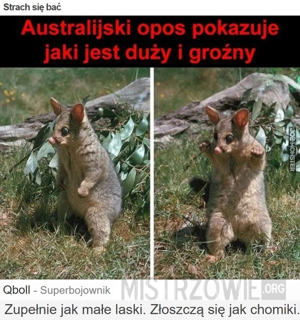 
    Strach się bać