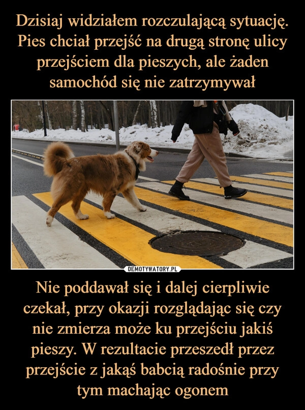 
    Dzisiaj widziałem rozczulającą sytuację. Pies chciał przejść na drugą stronę ulicy przejściem dla pieszych, ale żaden samochód się nie zatrzymywał Nie poddawał się i dalej cierpliwie czekał, przy okazji rozglądając się czy nie zmierza może ku przejściu jakiś pieszy. W rezultacie przeszedł przez przejście z jakąś babcią radośnie przy tym machając ogonem