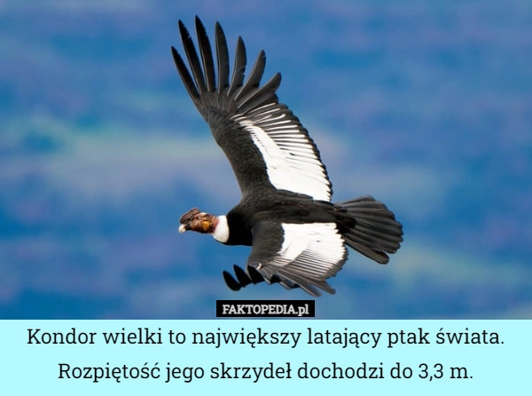 
    Kondor wielki to największy latający ptak świata. Rozpiętość jego skrzydeł