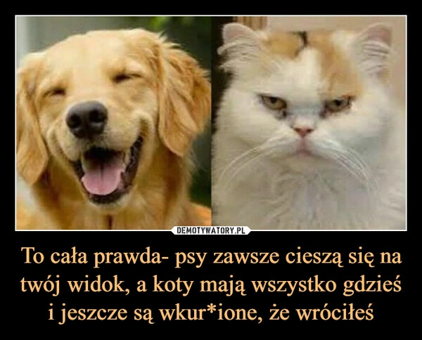 
    To cała prawda- psy zawsze cieszą się na twój widok, a koty mają wszystko gdzieś i jeszcze są wkur*ione, że wróciłeś