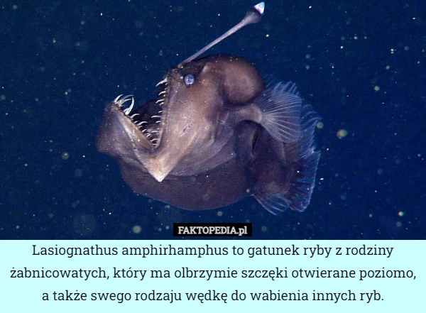 
    Lasiognathus amphirhamphus to gatunek ryby z rodziny żabnicowatych, który