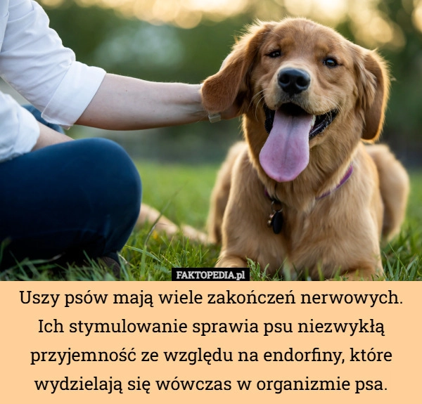 
    Uszy psów mają wiele zakończeń nerwowych. Ich stymulowanie sprawia psu niezwykłą...