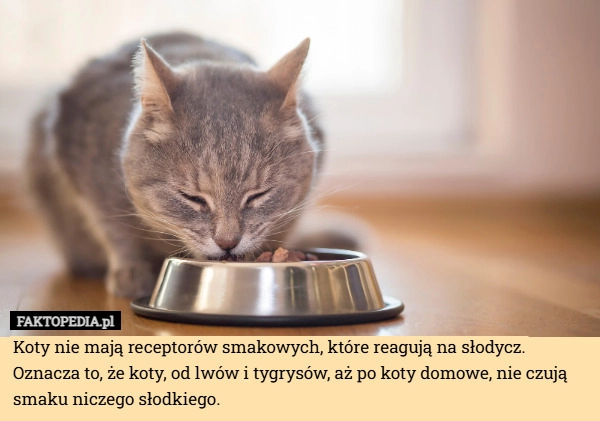
    Koty nie mają receptorów smakowych, które reagują na słodycz. Oznacza to,